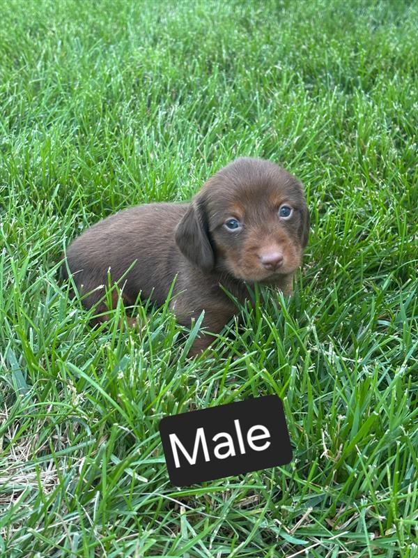 [#25346-03]  - Chocolate M Dachshund Puppies for Sale