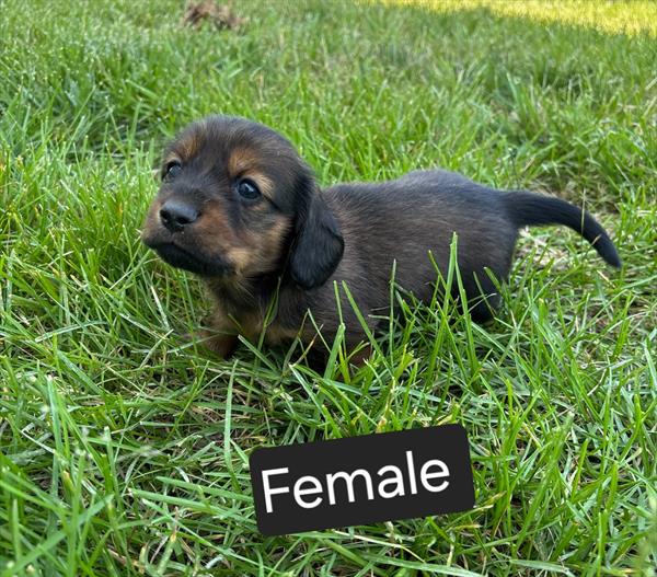[#25346-05]  - Brown Brindle F Dachshund Puppies for Sale