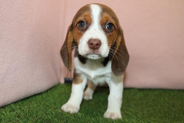 [#25113-05]  - Chocolate / White F Beagle Puppies for Sale