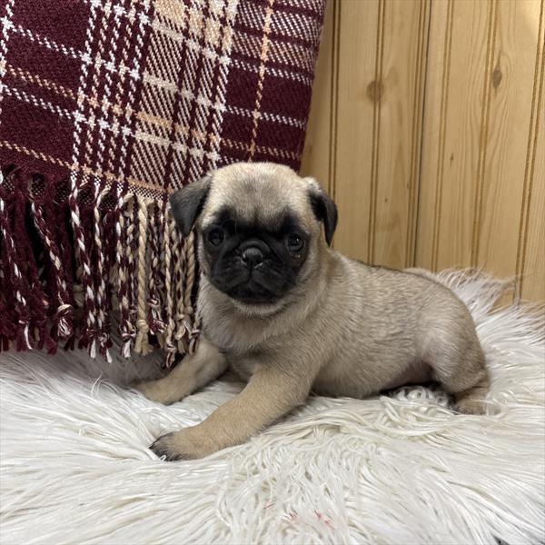 [#251047-04]  - Fawn F Pug Puppies for Sale