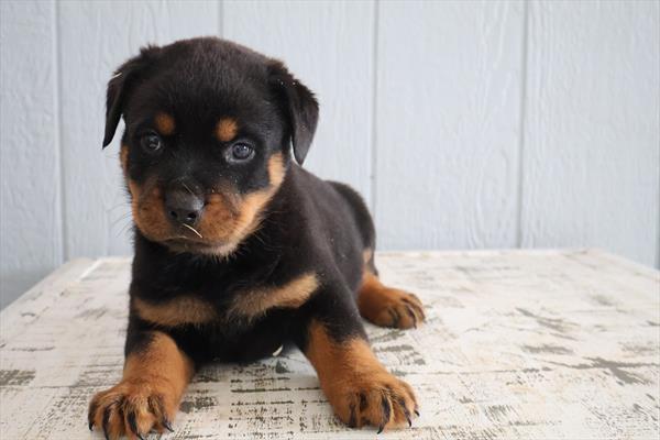 [#251199-04]  - Black / Tan M Rottweiler Puppies for Sale