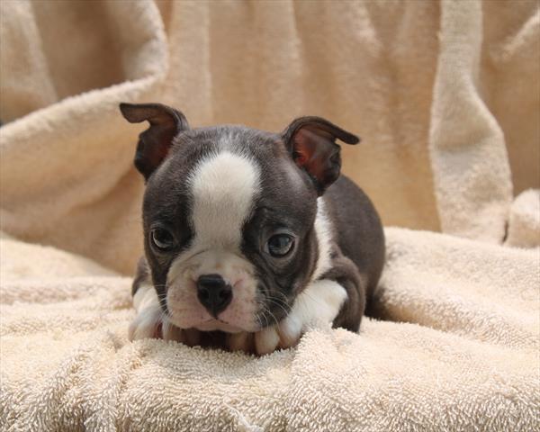 [#251415-05]  - Black / White M Boston Terrier Puppies for Sale