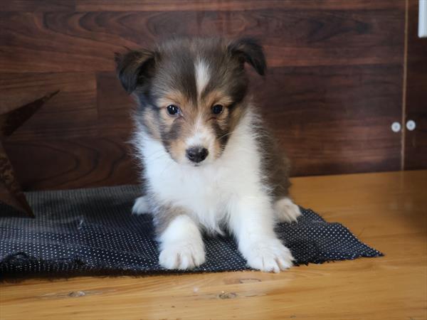 [#251329-05]  - Red Merle F Shetland Sheepdog Puppies for Sale