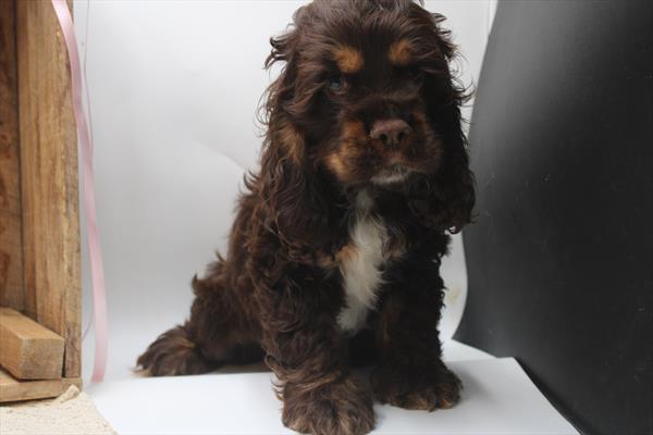 [#251194-02]  - Chocolate / Tan M Cocker Spaniel Puppies for Sale