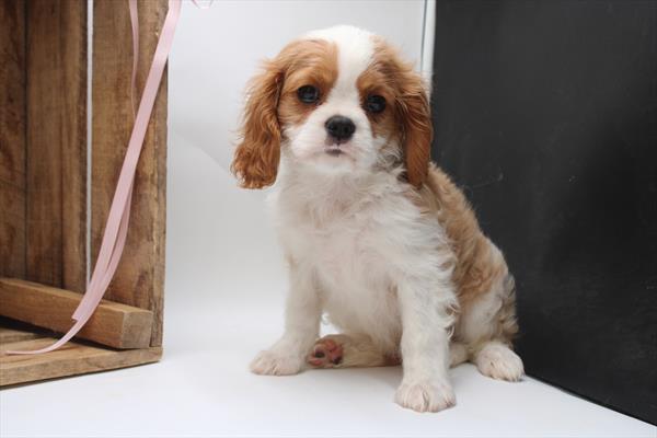 [#251398-03]  - Blenheim F Cavalier King Charles Spaniel Puppies for Sale