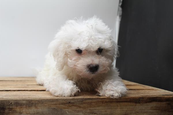 [#251300-06]  - White M Bichon Frise Puppies for Sale