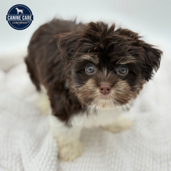 [#251533-03]  - Chocolate / White F Havanese Puppies for Sale