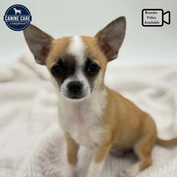 [#251057-01]  - Red Sable M Chihuahua Puppies for Sale