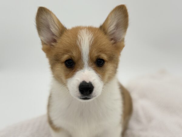 [#251083-02]  - Sable / White F Pembroke Welsh Corgi Puppies for Sale