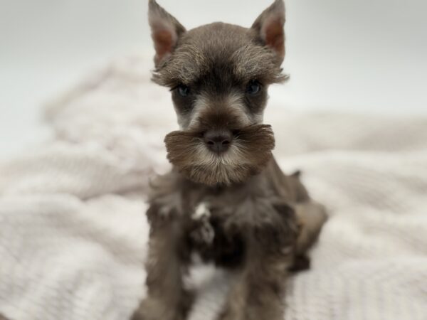 [#251053-07]  - Chocolate F Miniature Schnauzer Puppies for Sale