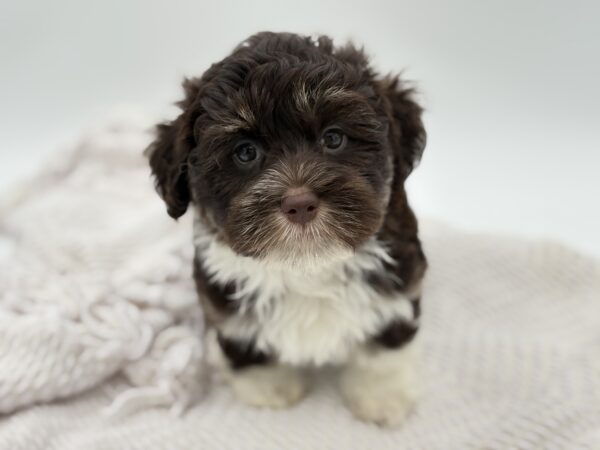 [#25991-05]  - Chocolate F Havanese Puppies for Sale