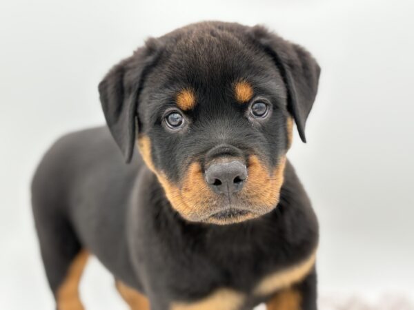 [#251199-04]  - Black / Tan M Rottweiler Puppies for Sale