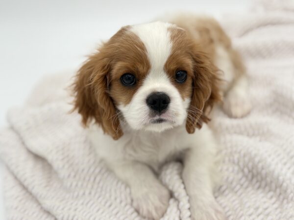 [#251398-03]  - Blenheim F Cavalier King Charles Spaniel Puppies for Sale