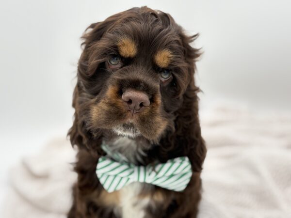 [#251194-02]  - Chocolate / Tan M Cocker Spaniel Puppies for Sale