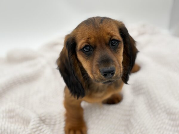 [#25346-05]  - Brown Brindle F Dachshund Puppies for Sale