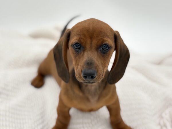 [#25346-03]  - Chocolate M Dachshund Puppies for Sale