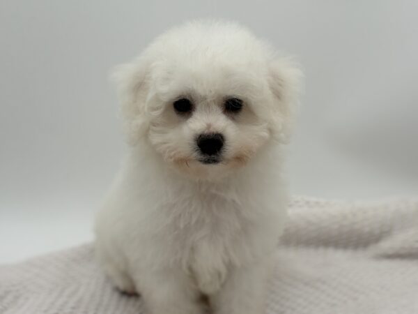 [#251300-06]  - White M Bichon Frise Puppies for Sale