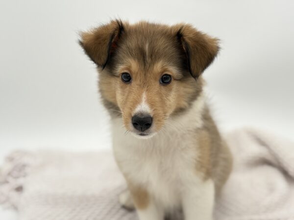 [#251329-05]  - Red Merle F Shetland Sheepdog Puppies for Sale
