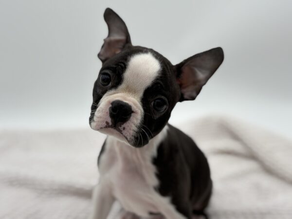 [#251415-05]  - Black / White M Boston Terrier Puppies for Sale