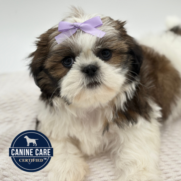 [#251189-05]  - Sable / White F Shih Tzu Puppies for Sale