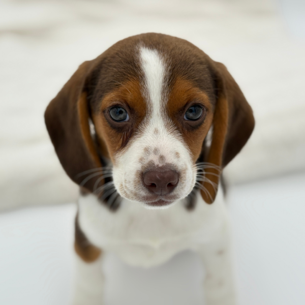 [#25113-05]  - Chocolate / White F Beagle Puppies for Sale