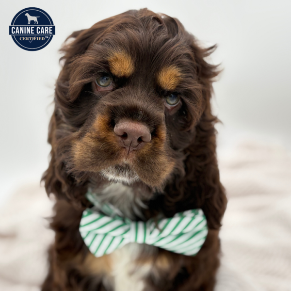 [#251194-02]  - Chocolate / Tan M Cocker Spaniel Puppies for Sale