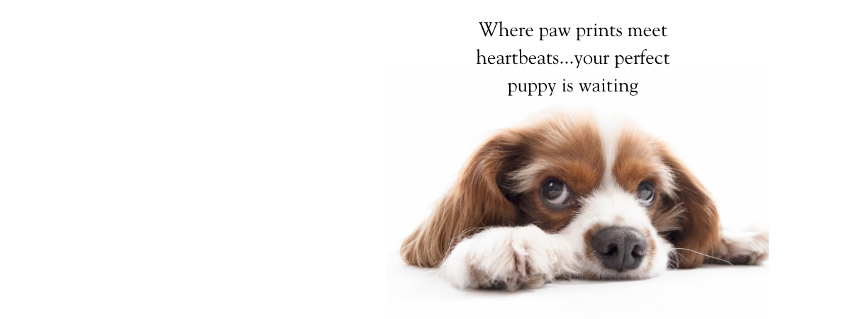 Find Puppies & Kittens For Sale banner