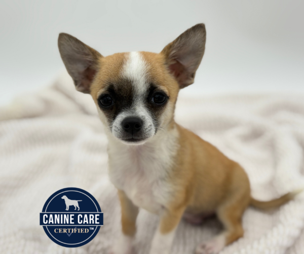 [#251057-01]  - Red Sable M Chihuahua Puppies for Sale