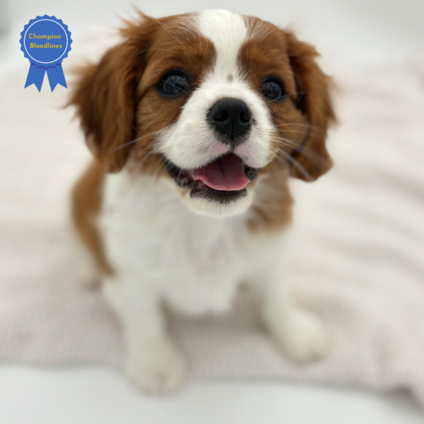 [#251734-01]  - Blenheim F Cavalier King Charles Spaniel Puppies for Sale