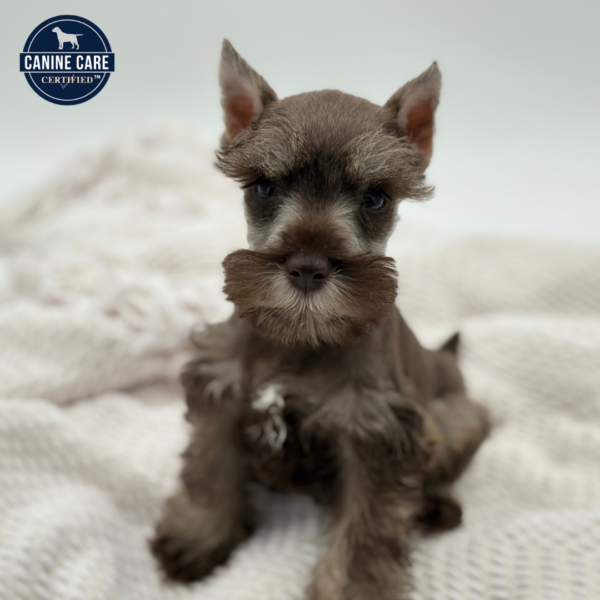 [#251053-07]  - Chocolate F Miniature Schnauzer Puppies for Sale