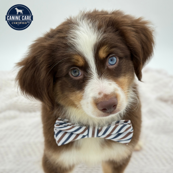 [#251599-02]  - Black M Miniature Australian Shepherd Puppies for Sale