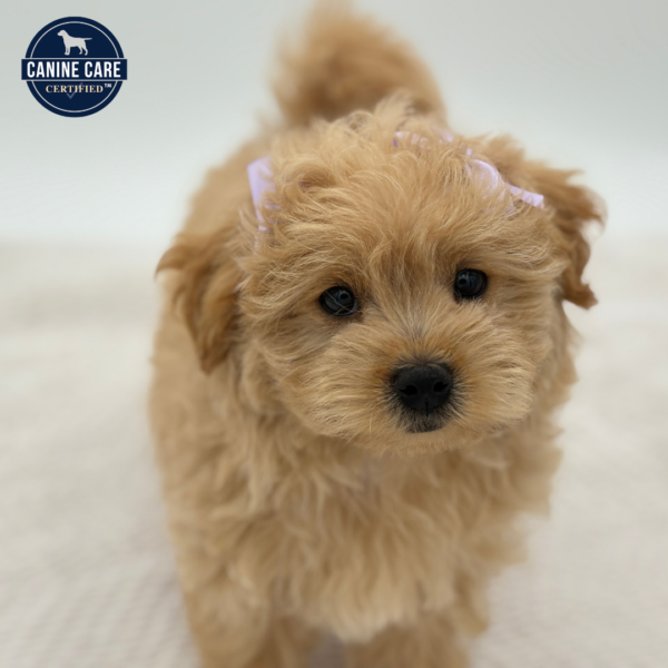 [#251590-05]  - Apricot F Maltipoo Puppies for Sale