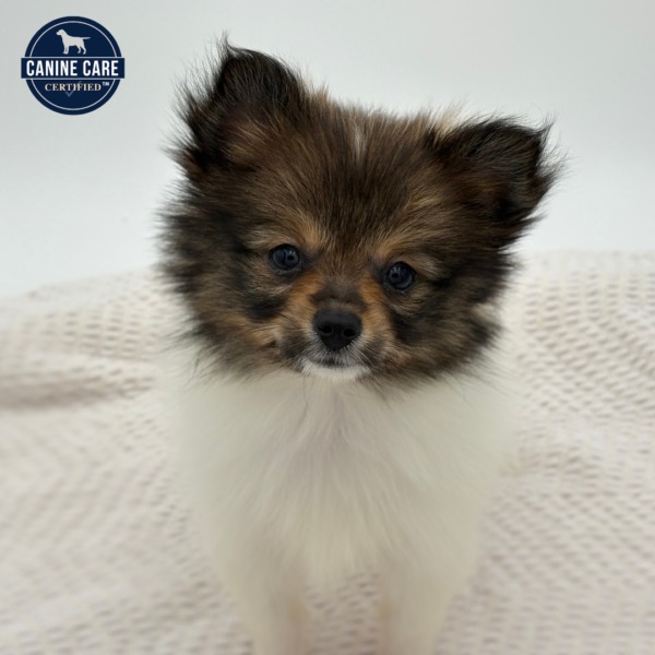 [#251723-06]  - Sable / White F Pomeranian Puppies for Sale