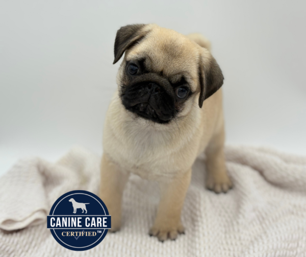 [#251470-03]  - Fawn F Pug Puppies for Sale