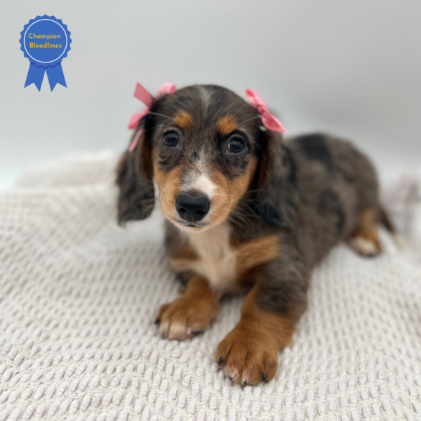 [#251794-04]  - Silver Dapple F Dachshund Puppies for Sale