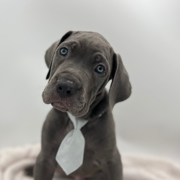 [#252253-02]  - Blue M Cane Corso Puppies for Sale