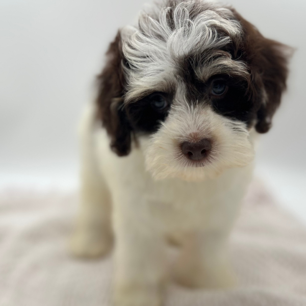 [#252147-06]  - Chocolate / White F Cock A Poo Puppies for Sale