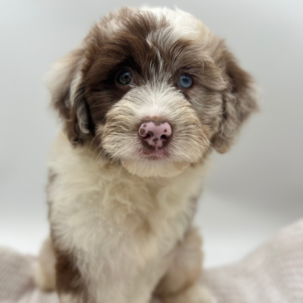 [#251860-04]  - Red Merle M Aussiedoodle Mini Puppies for Sale
