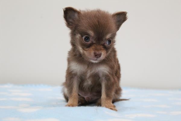 [#251142-02]  - Chocolate / White M Chihuahua Puppies for Sale