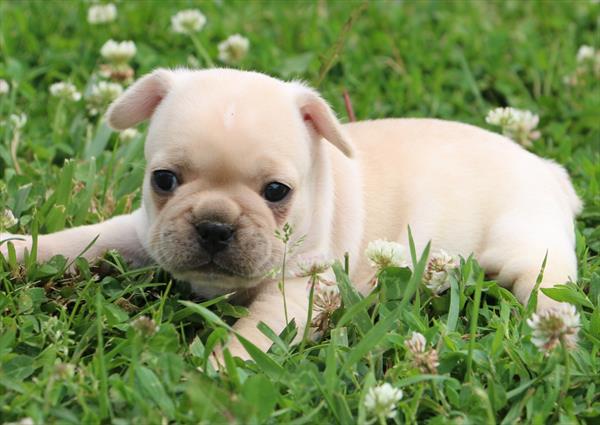 [#251405-04]  - Cream F French Bulldog Puppies for Sale