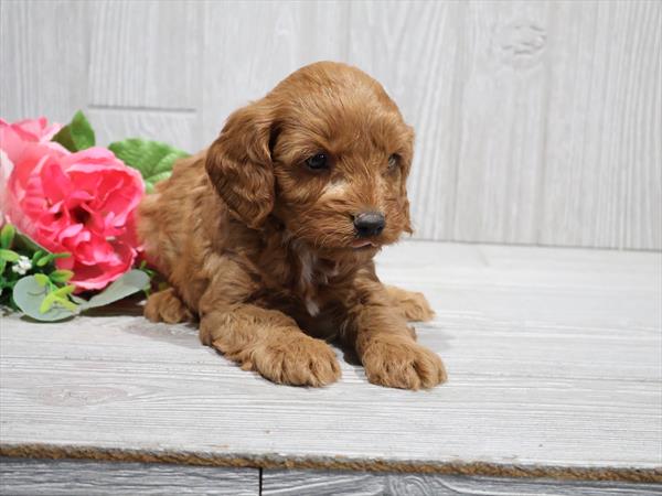 [#251540-03]  - Red M Cavapoo Puppies for Sale
