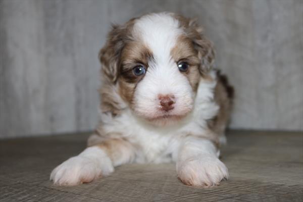 [#251191-02]  - Chocolate Merle M Aussiechon Puppies for Sale