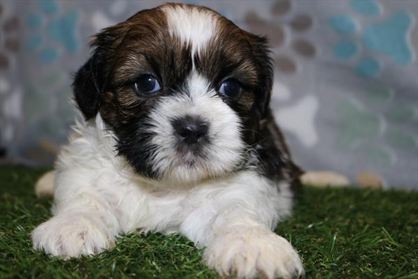 [#251266-02]  - Brown / White M Shih Tzu Puppies for Sale