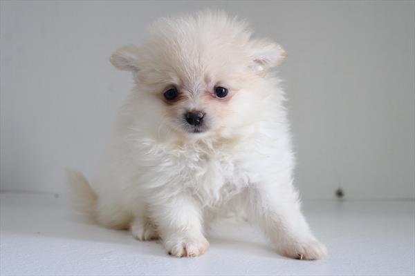 [#251556-06]  - White F Pomeranian Puppies for Sale