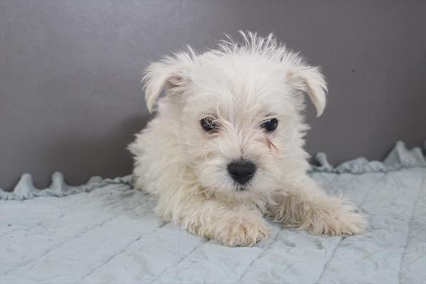 [#251261-01]  - White M West Highland White Terrier Puppies for Sale