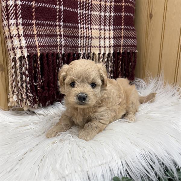 [#251590-05]  - Apricot F Maltipoo Puppies for Sale