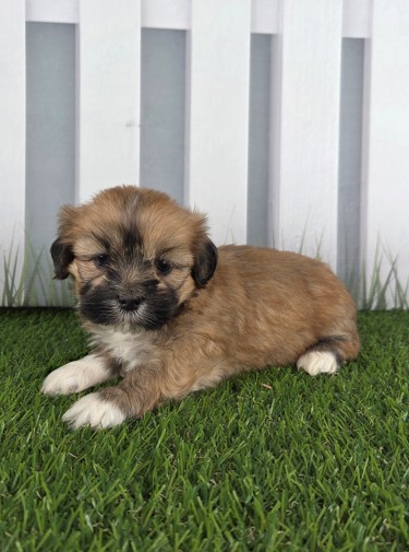 [#251500-03]  - Brindle M Lhasa Apso Puppies for Sale