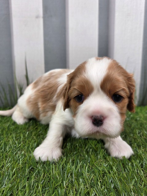 [#251498-02]  - Blenheim F Cavalier King Charles Spaniel Puppies for Sale