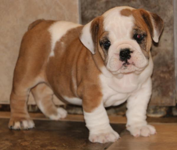 [#251889-02]  - White / Red M English Bulldog  Puppies for Sale