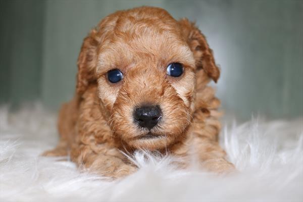 [#251322-03]  - Apricot F Poodle Puppies for Sale